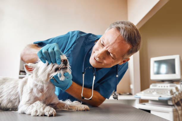 Best Mobile Emergency Dentist in Rockville, IN